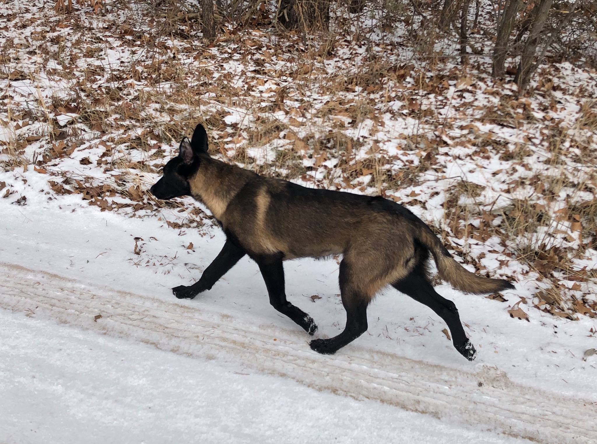 Jaeger the service dog