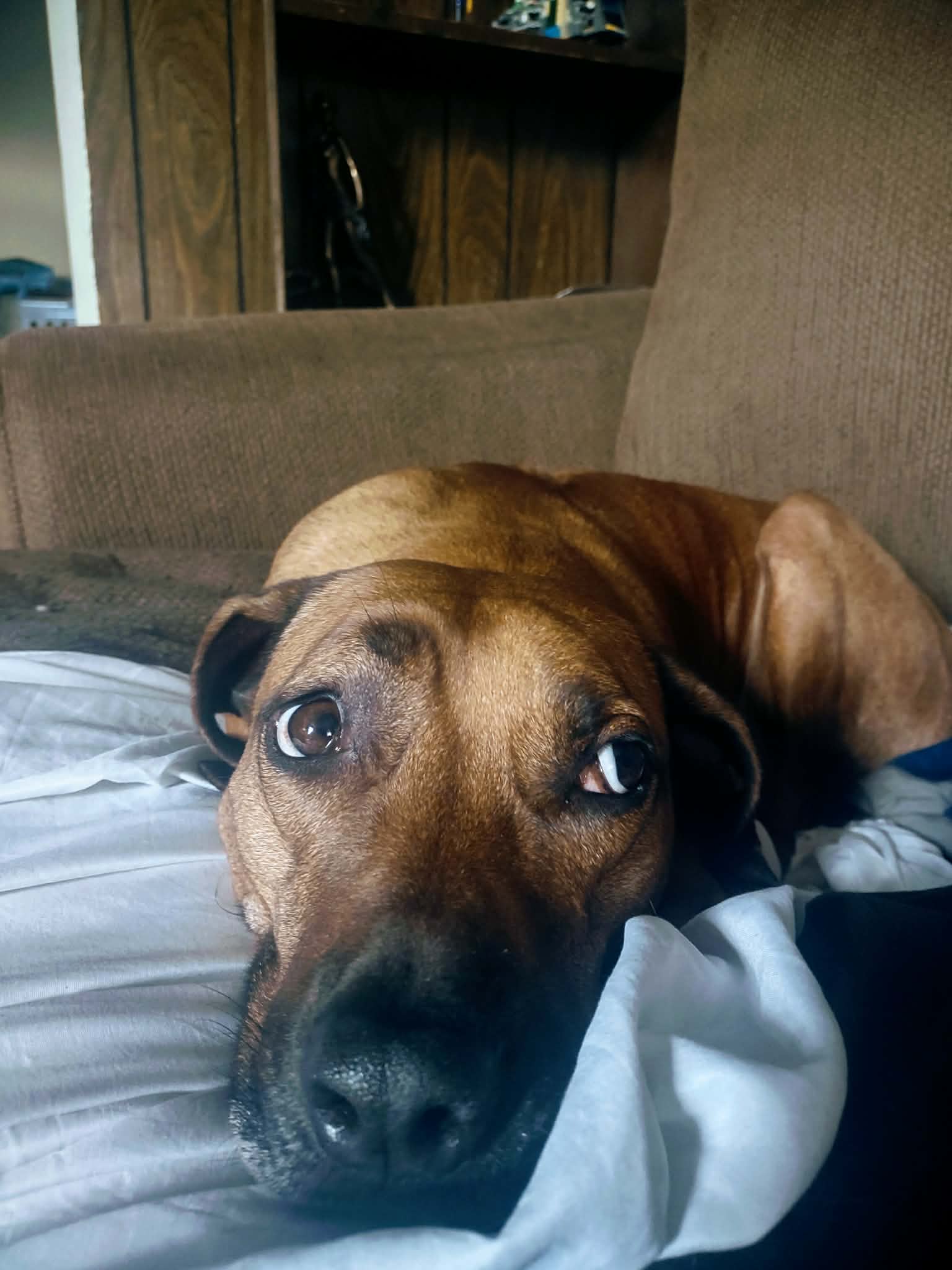 K9JF handler and dog