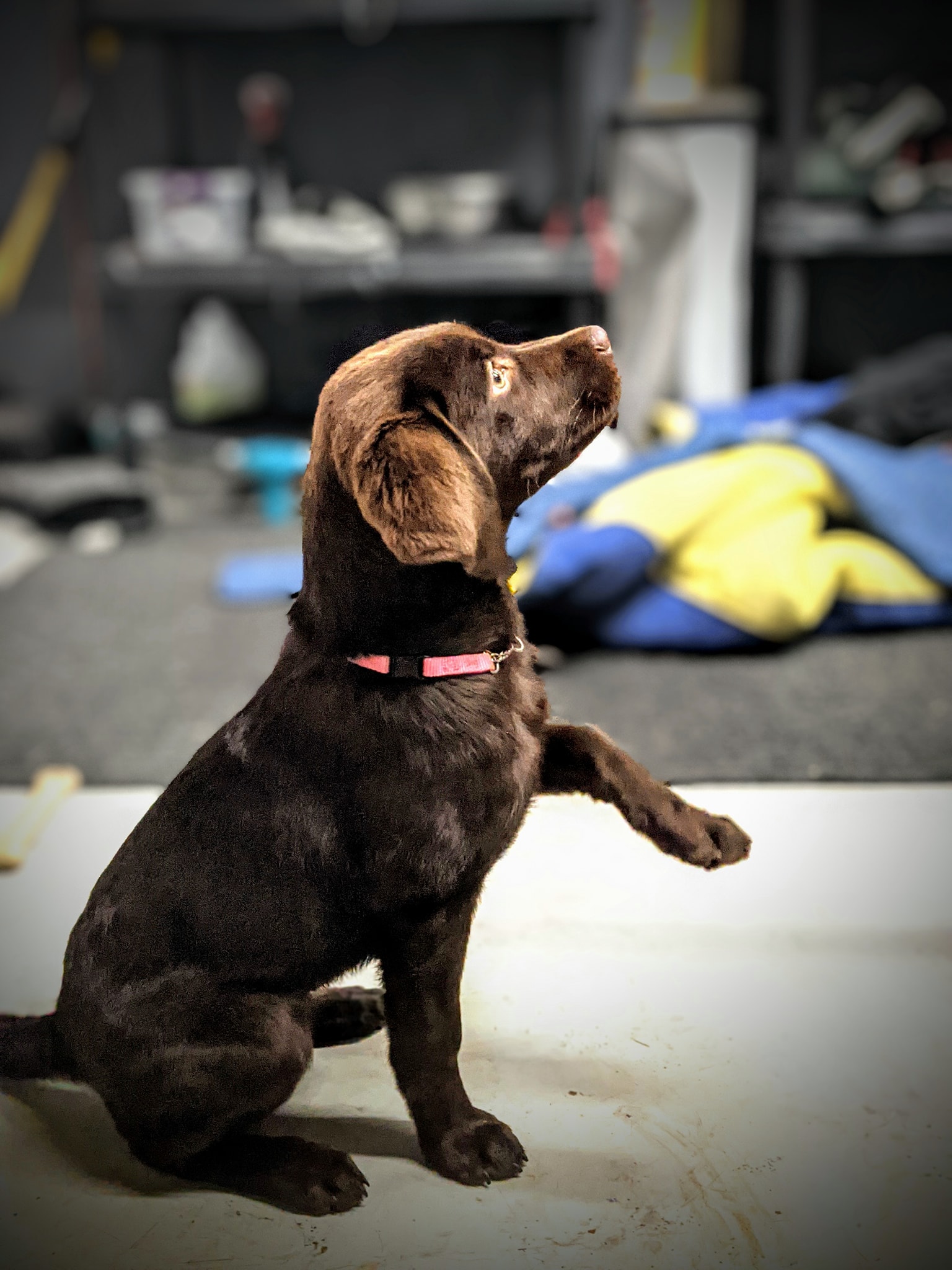 Puppy in early service dog training